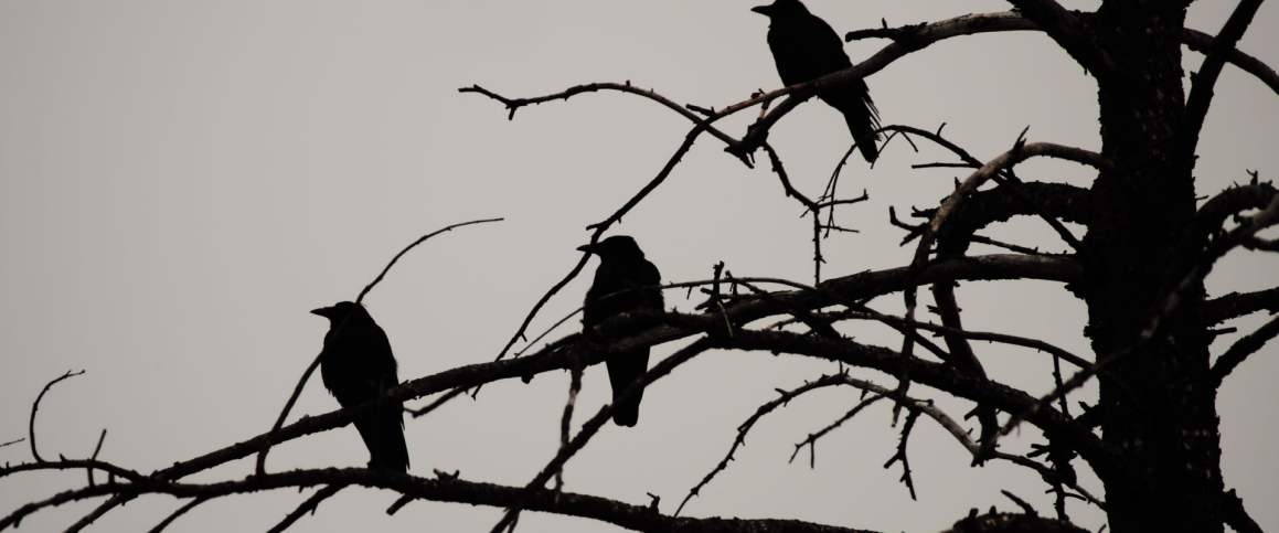 Ba con quạ đen: Biểu đồ hàng tháng của Bitcoin hình thành mô hình đảo ngược đáng sợ