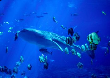 Hiệu ứng Ripple: Cá voi XRP mua khi một biển cá nhỏ bán