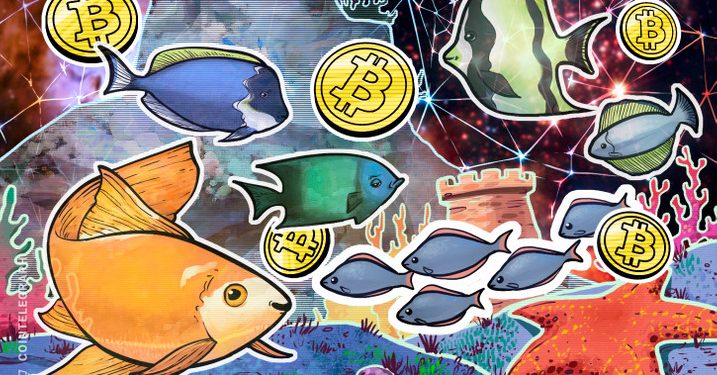 Sự thiếu hụt bitcoin khi FOMO của Phố Wall biến cá voi BTC thành ‘sinh vật phù du’