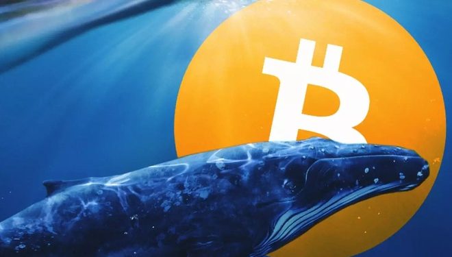 “Cá voi” tiếp tục bắt đáy Bitcoin